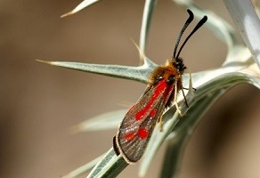 Z. aurata toubkalensis (Haut Atlas central)  