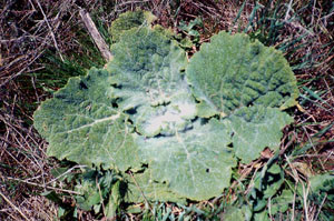 Salvia argentea, plante-hôte