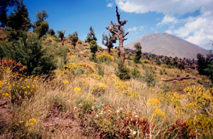 Biotope, Djebel Azourki, Haut Atlas central