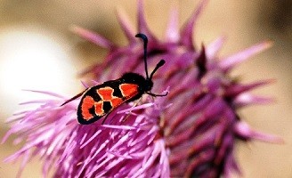 Z. marcuna tlemceni (Atlas Tellien) 