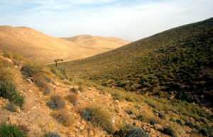 Habitat à ssp. tlemceni, région de Djerada, Atlas Tellien