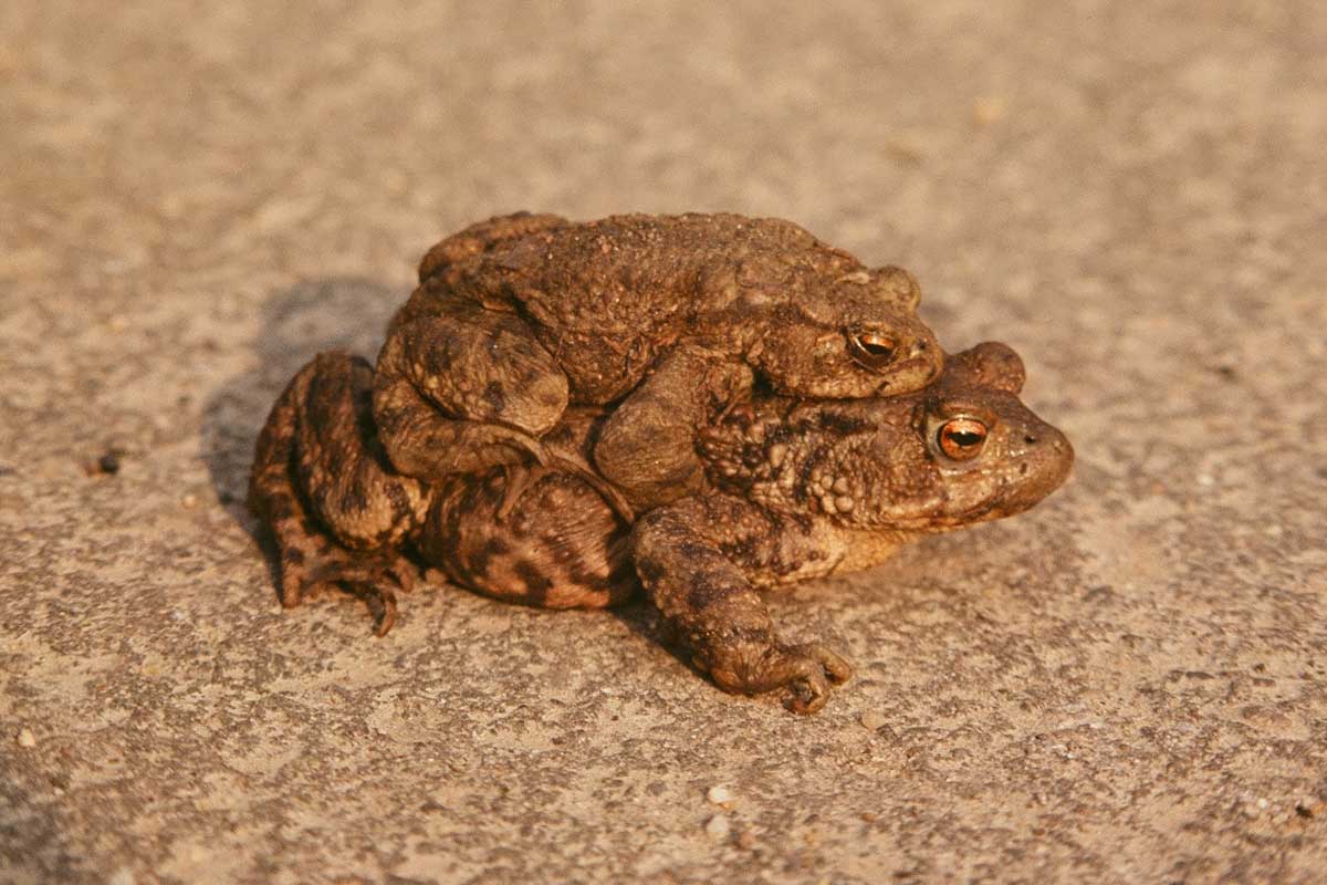 Erdkröten bei der Laichwanderung