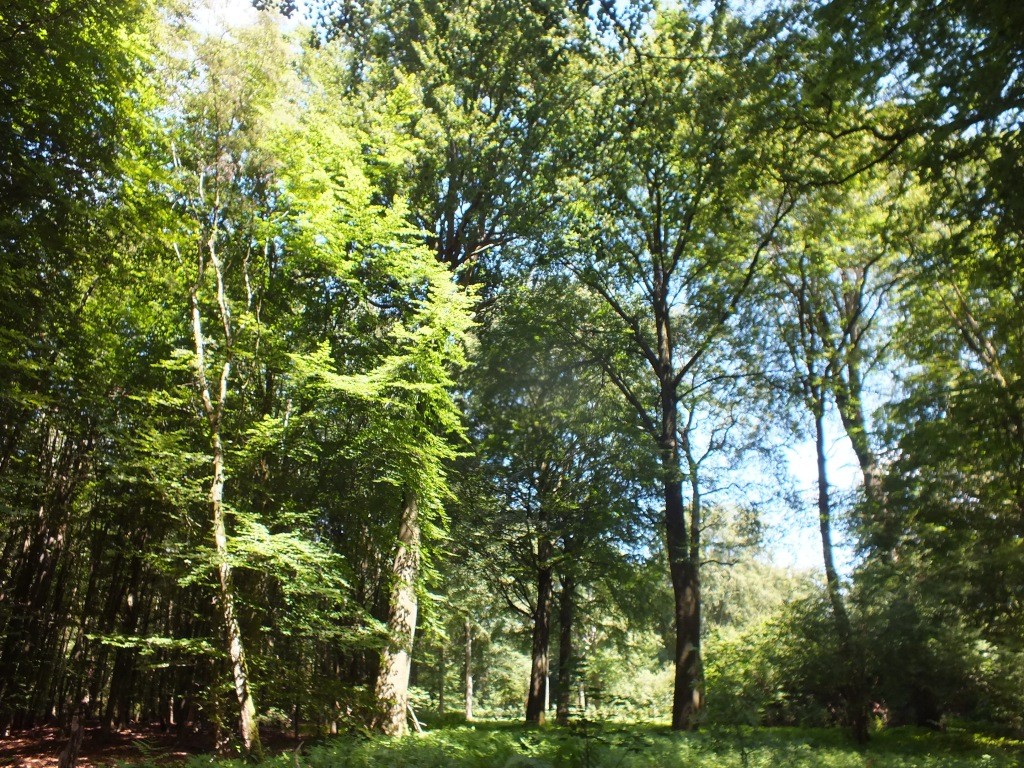 Waldweg Richtung Priorshof