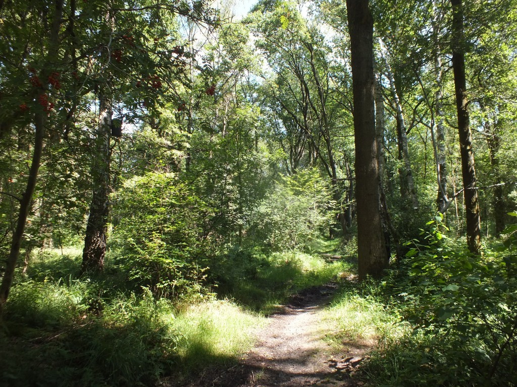 Waldweg hinter dem Beginendamm