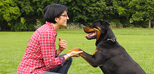 Header Hundeschule