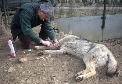 Prise de sang d'un loup