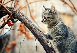 Vétérinaire petits animaux