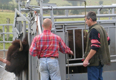 Contention de bisons américains