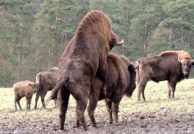 Réserve de bisons européens