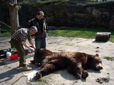 Castration d'un ours