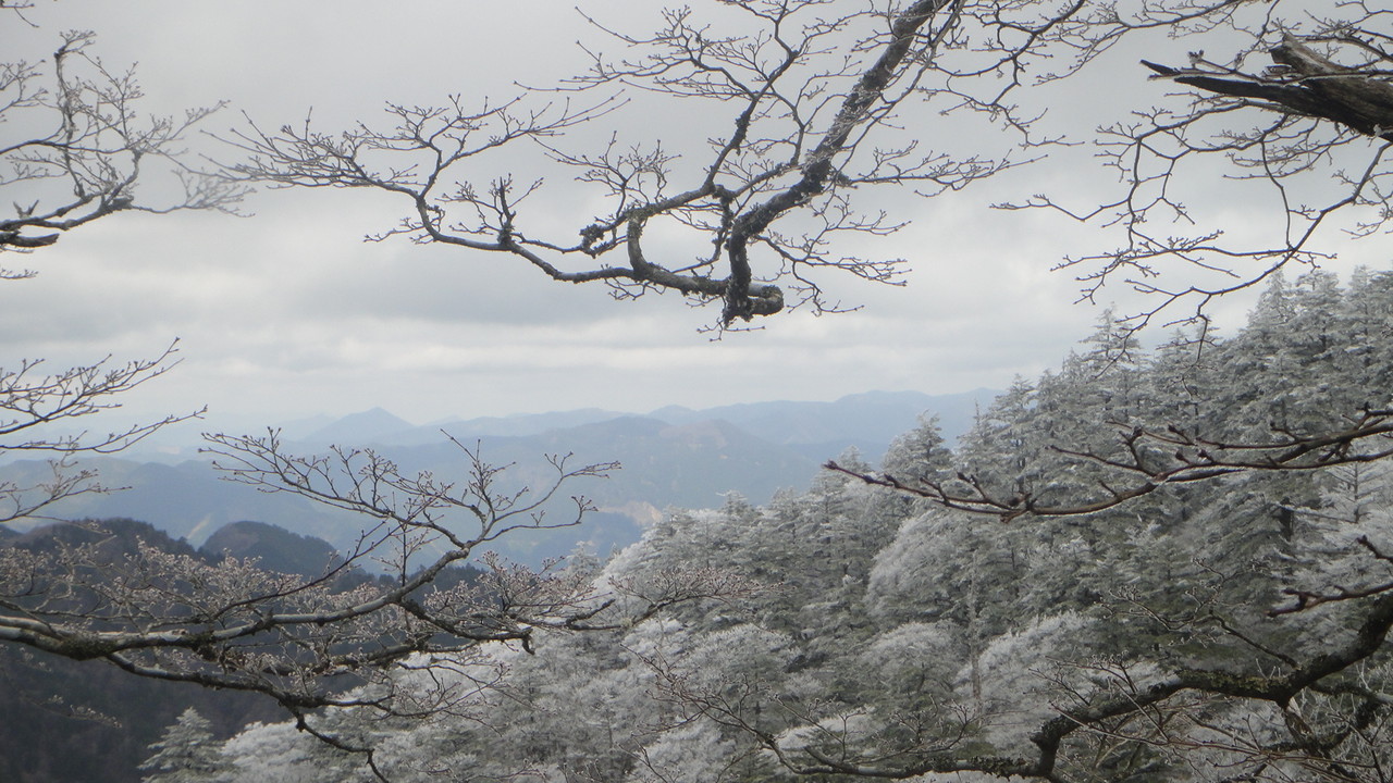 5月1日にできためずらしい樹氷　今年の気候は気まぐれです　　　　　　　　　　　　　　2013.5