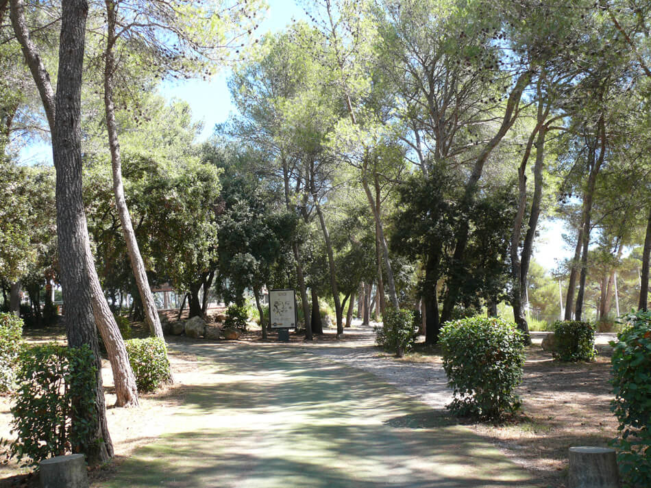 Au milieu d'une pinède