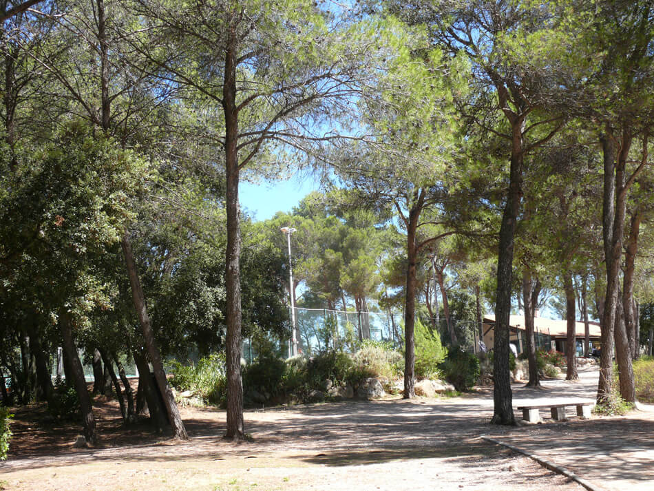 Allée arborée