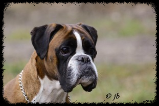 Ylva vom Weiten Land geb. 27.12.2007 gest. 08.2018 AK: AD, ZTP, BH, IPO1 Deutscher Champion (VDH)