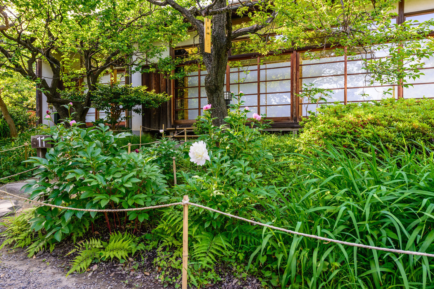 都立向島百花園５（「御成座敷」のシャクヤクが開花していました）