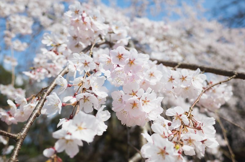 ゲストハウスひつじ庵オーナーが行った京都桜の名所19 京都町家ゲストハウスひつじ庵 Guest House Hitsuji An