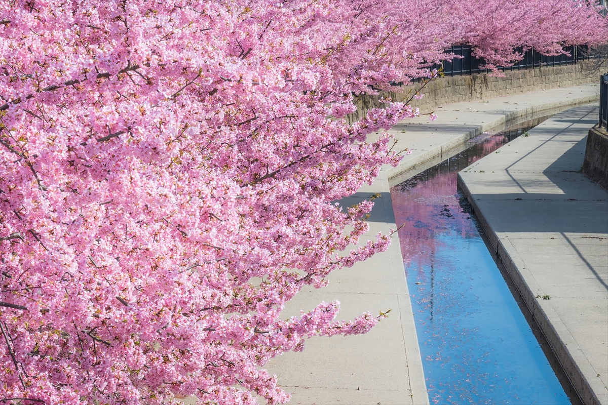 京都の淀水路の河津桜を見に行きましたよ