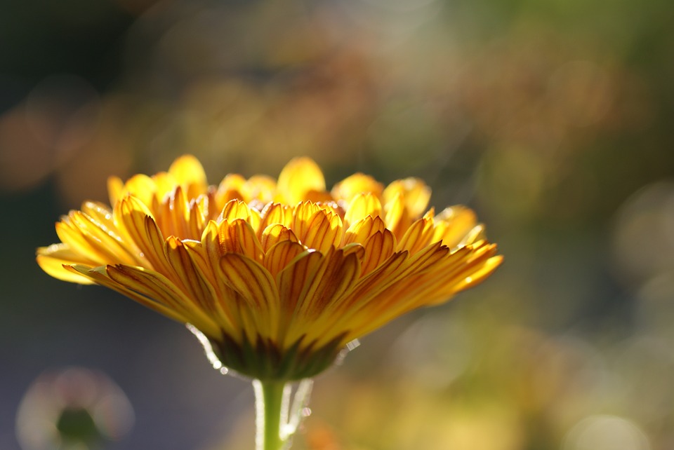 Ken je de kracht van Calendula en Arnica al?