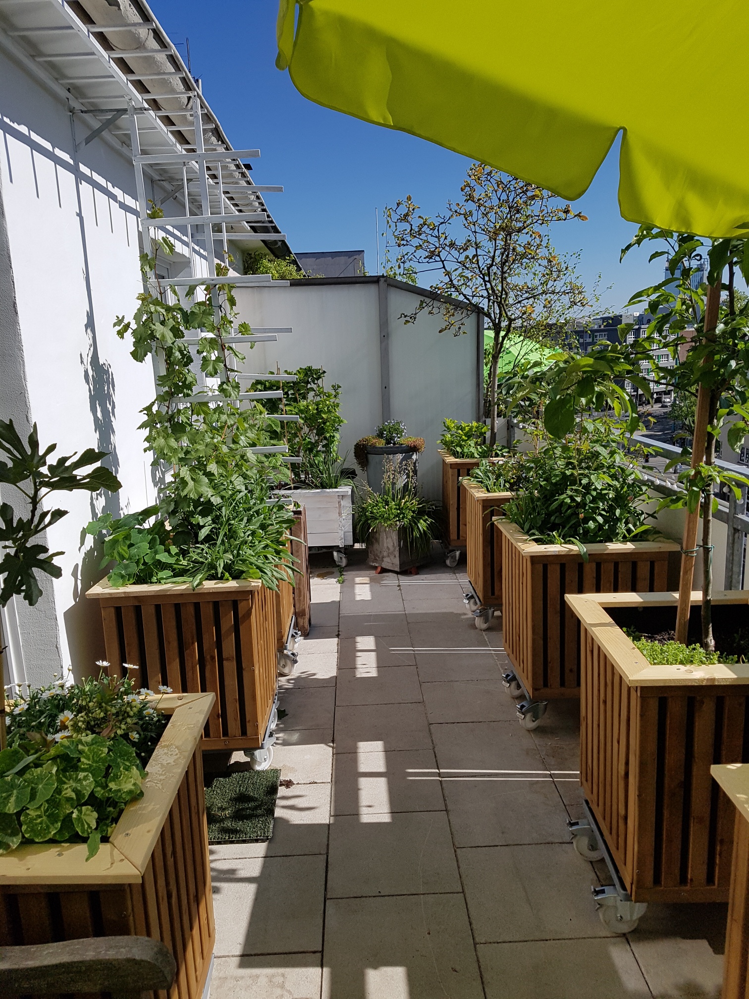 Dachterrasse mit modifizierten Cube PflanzBoxen von HoPstiBo