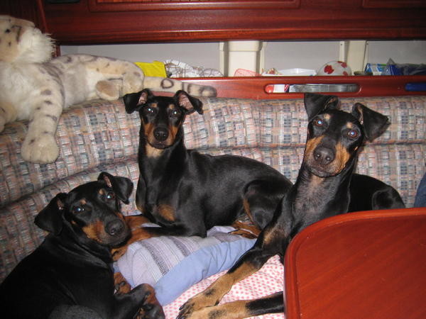 Juna v. Mainhatten macht auch Urlaub auf Fehmarn v.l.n.r. Devi, Juna, Barclay