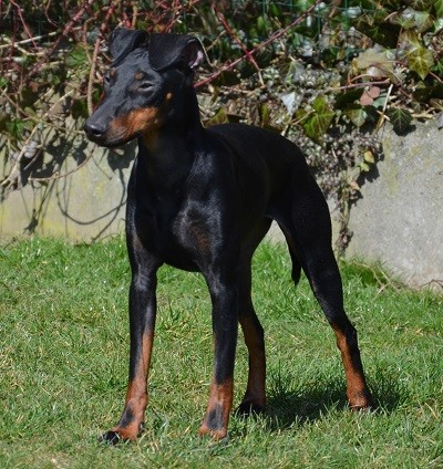 Bijou
