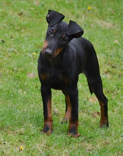 Bijou