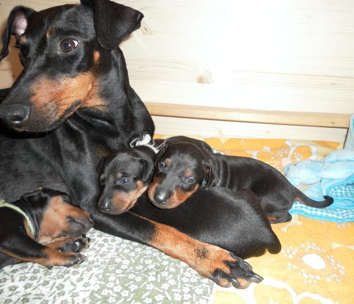 A Wurf Von Barkelsby 20 05 2011 Manchester Terrier Von Barkelsby