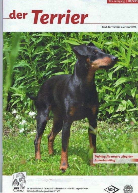 Titelbild Augustausgabe 8/2012 "der Terrier" KfT