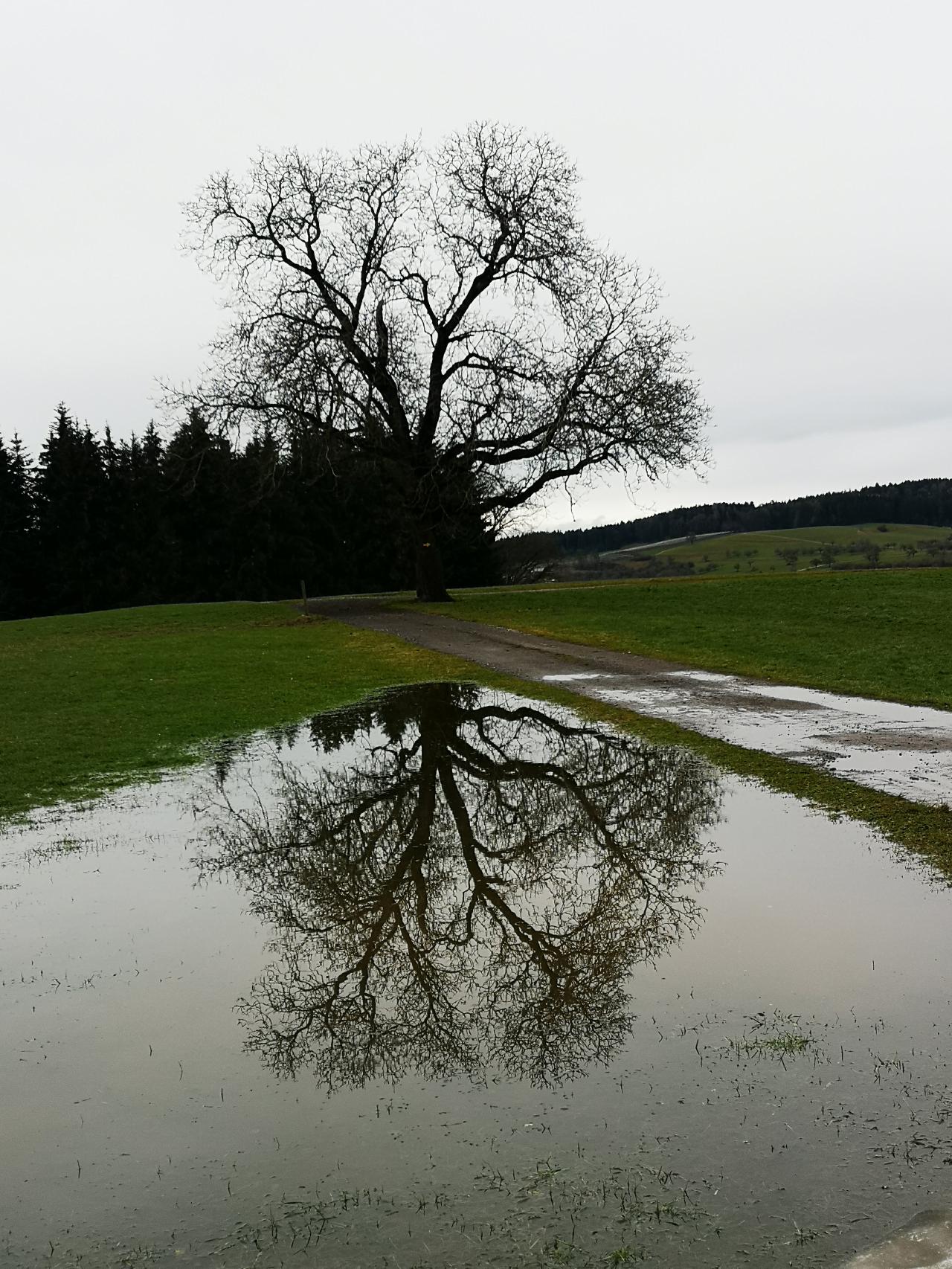 1. Hildegard Falk: Baum