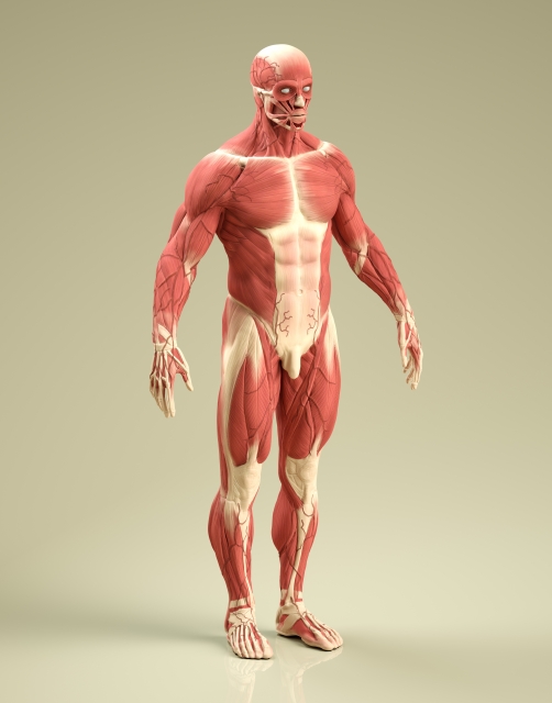 筋肉のケガ