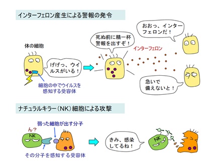 自然免疫システムの仕組み