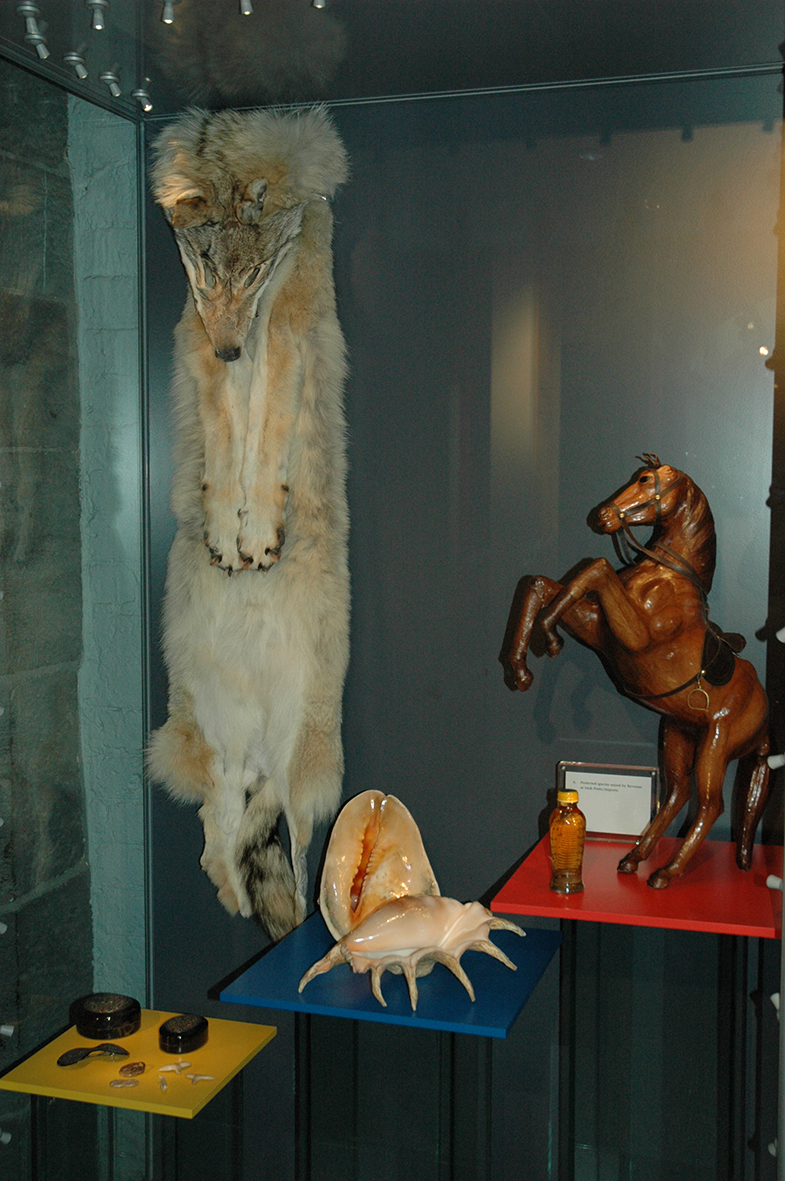 The CITES cabinet in the Revenue Museum.