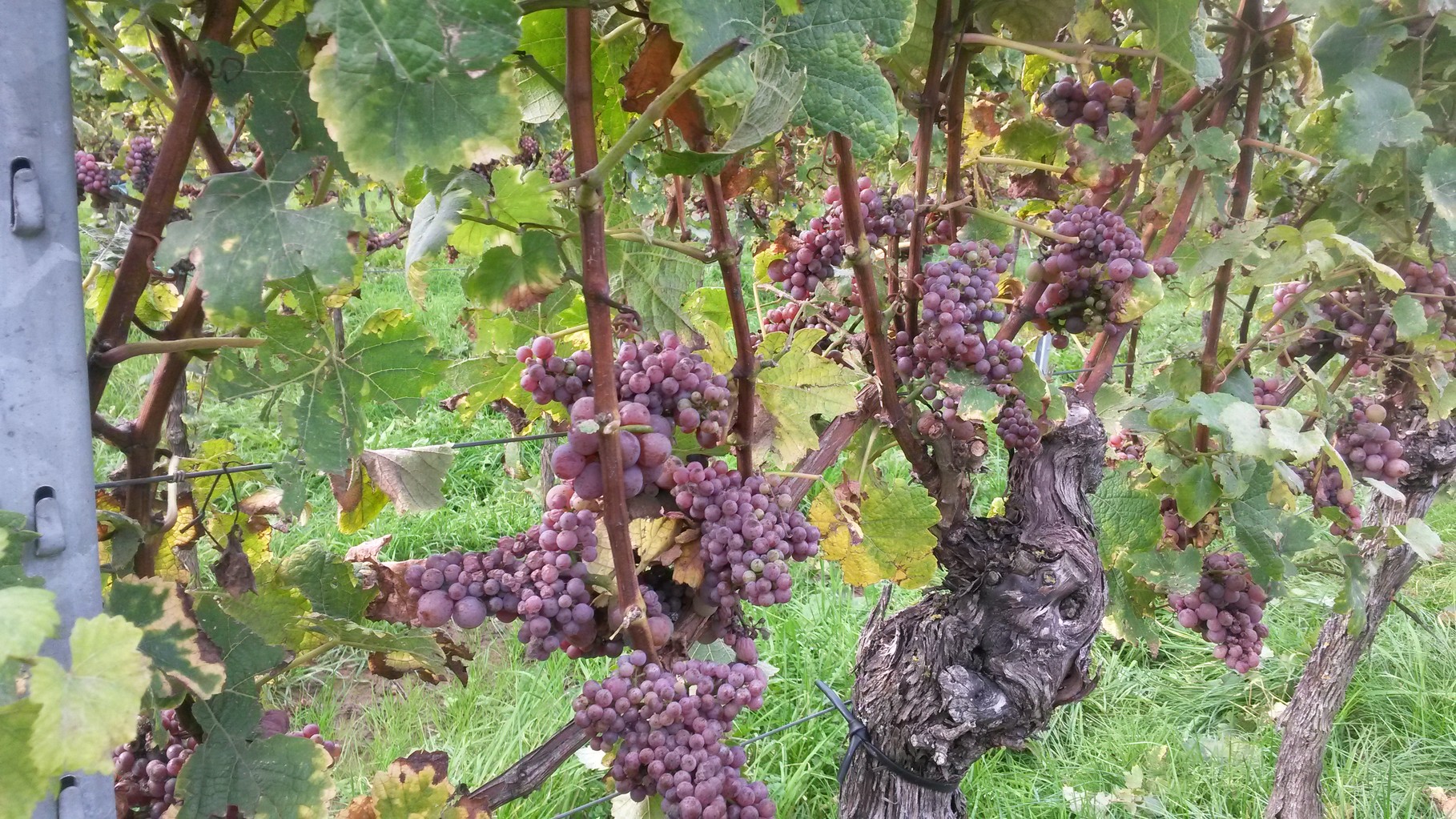 Gewürztraminertrauben kurz vor der Lese/ Die sehr kleinen Beeren enthalten ein sehr intensives Aroma