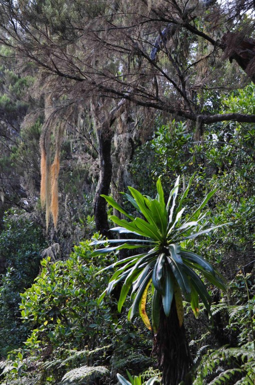 Steudner`s Dracaena und die ersten Bartflechten auf den Bäumen (Nebelwald)