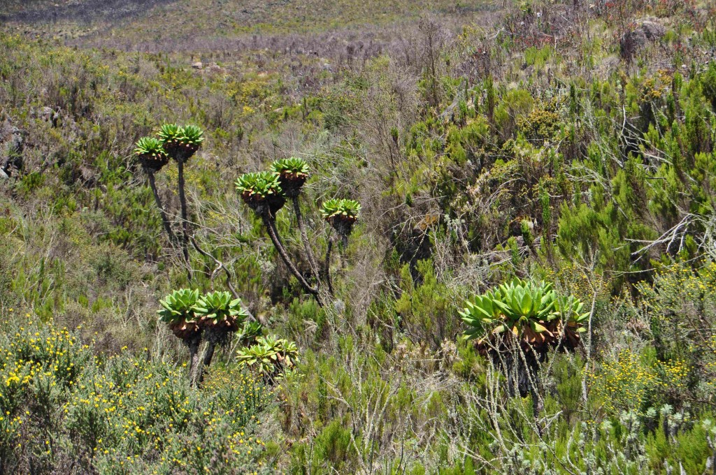 Riesenkreuzkraut (Senecien)