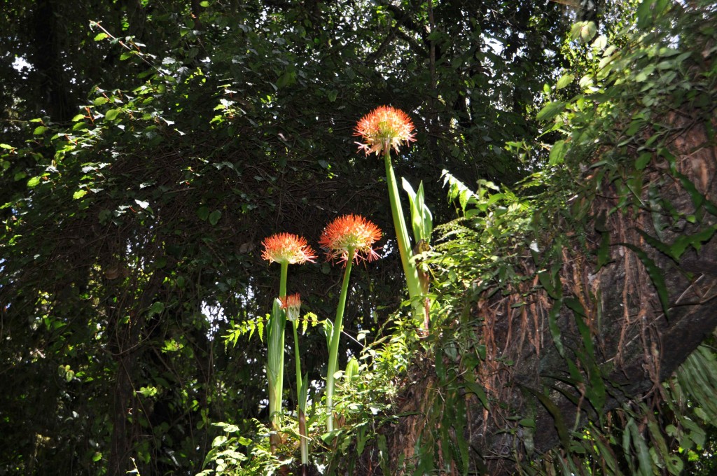 Herrliche Vegetation