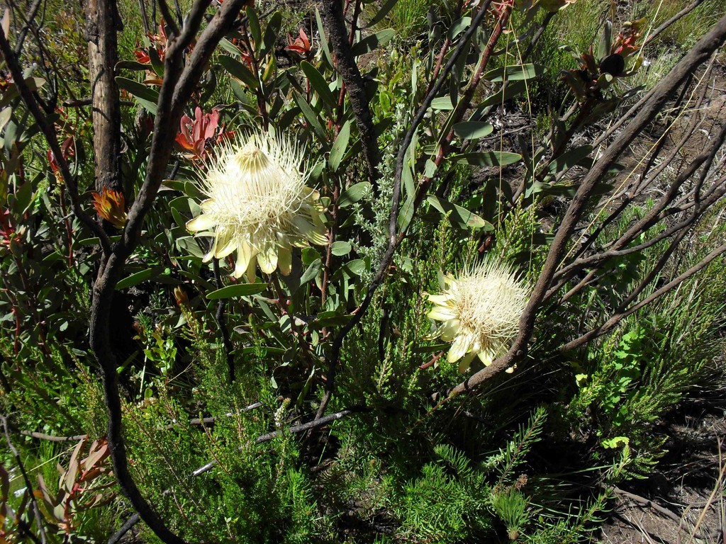 Protea (Zuckerbusch)