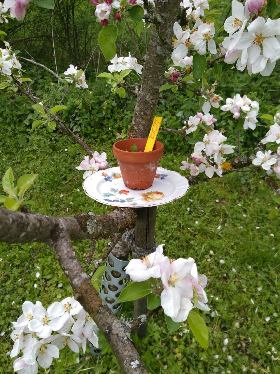 Zurzeit blühen die Apfelbäume im Sihltal - es sieht wunderschön aus! Liebe Grüße aus der Schweiz, Sabine