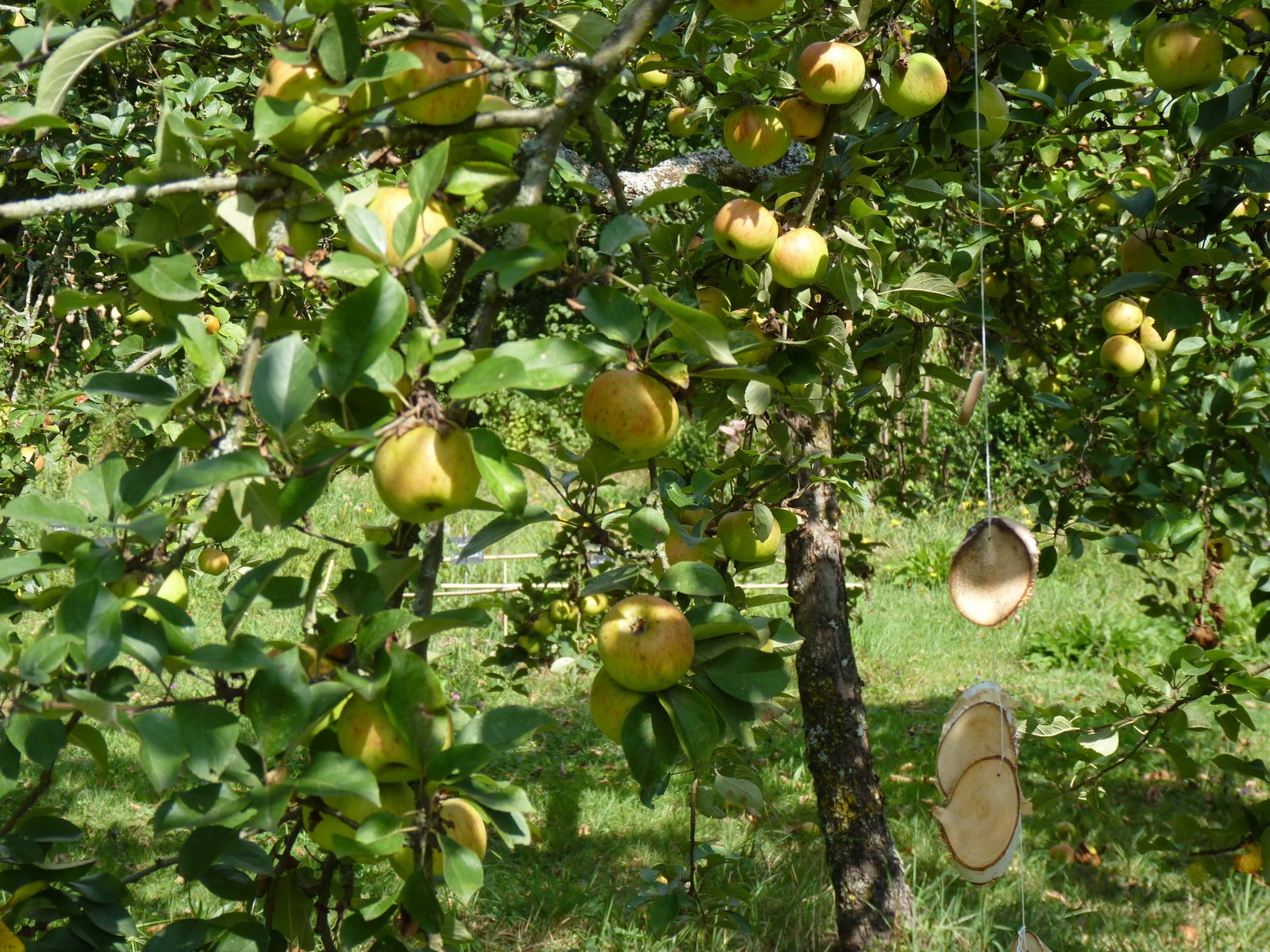 De jolies pommes 