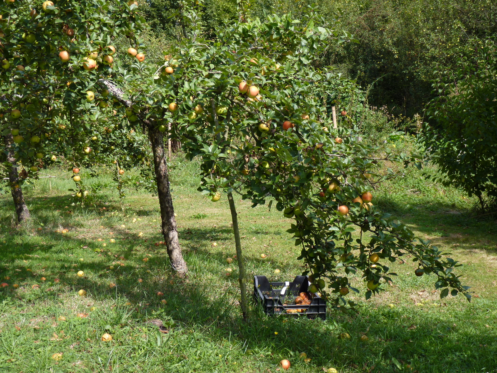 A l'automne , les pommes sont à ramasser