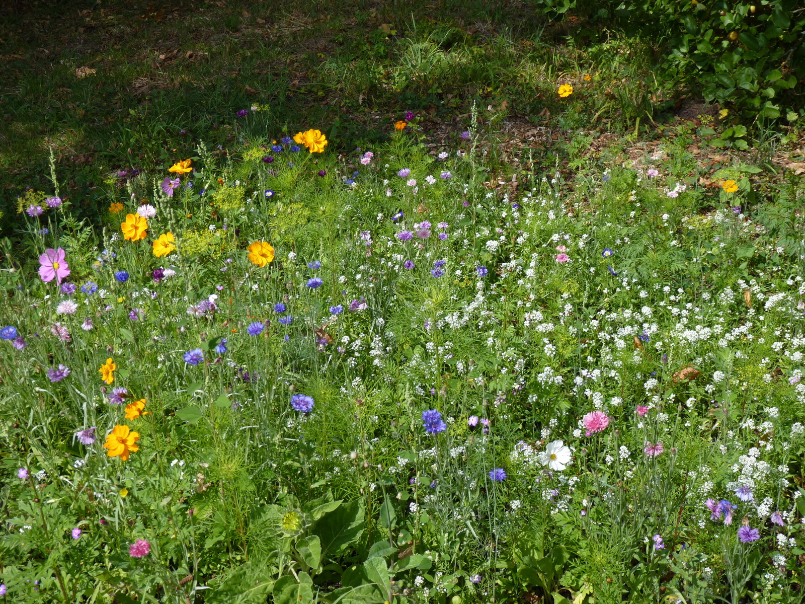 Le parterre de fleur accueille les insectes pollinisateurs