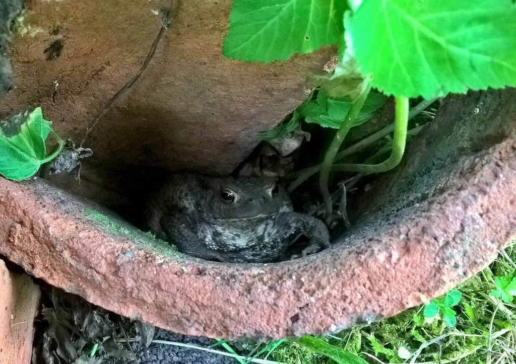 un visiteur bien utile rend visite au jardin 