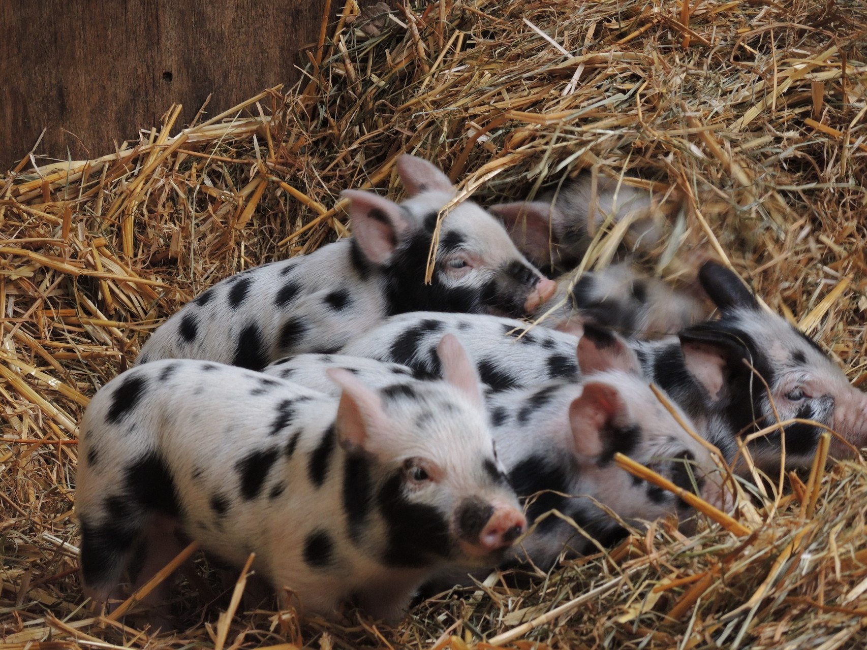 .......deren Lütten sind für das Schweine-Leasing freigegeben
