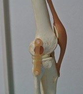 膝関節模型写真