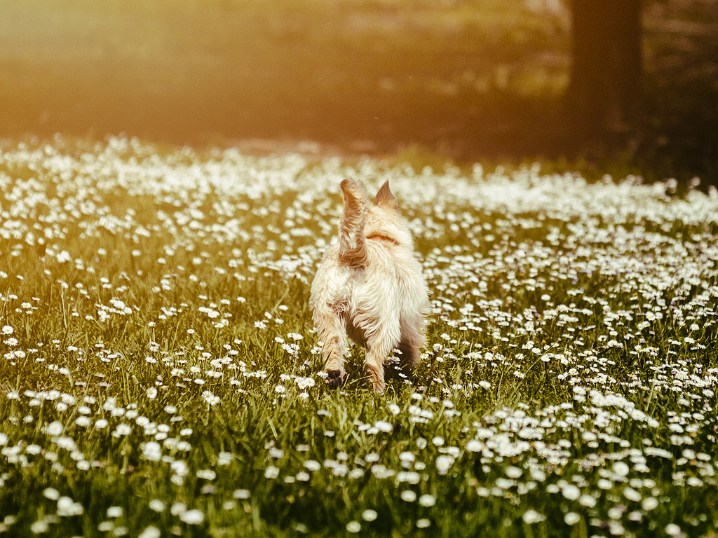 PERROS Y PRIMAVERA