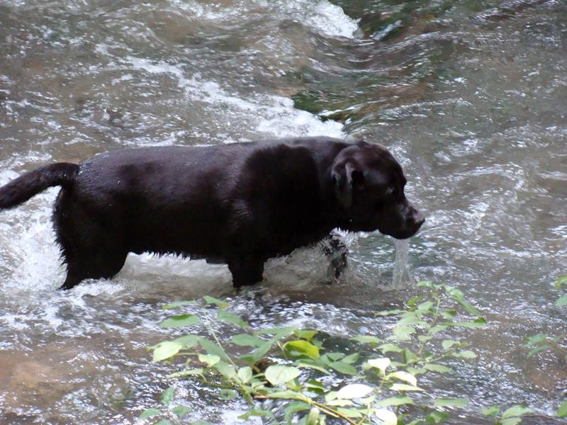 Und schon ist er wieder im Wasser.