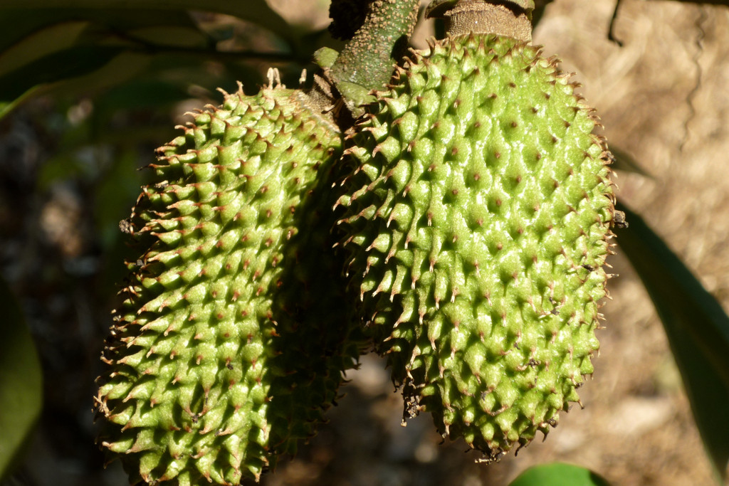 Árbol de Guanábana. Guanabanas Pulpa Fruta Hojas
