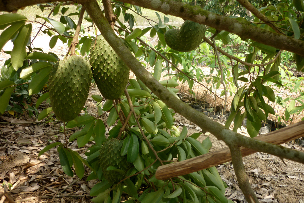 Árbol de Guanábana. Guanabanas Pulpa Fruta Hojas