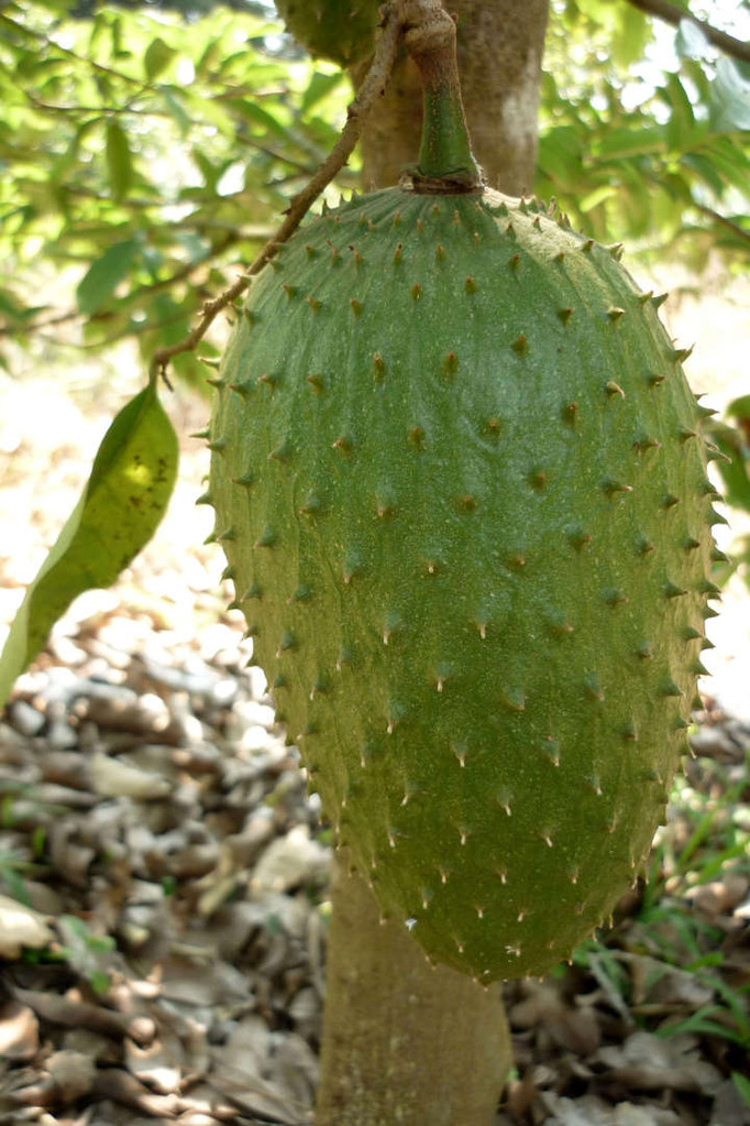Árbol de Guanábana. Guanabanas Pulpa Fruta Hojas
