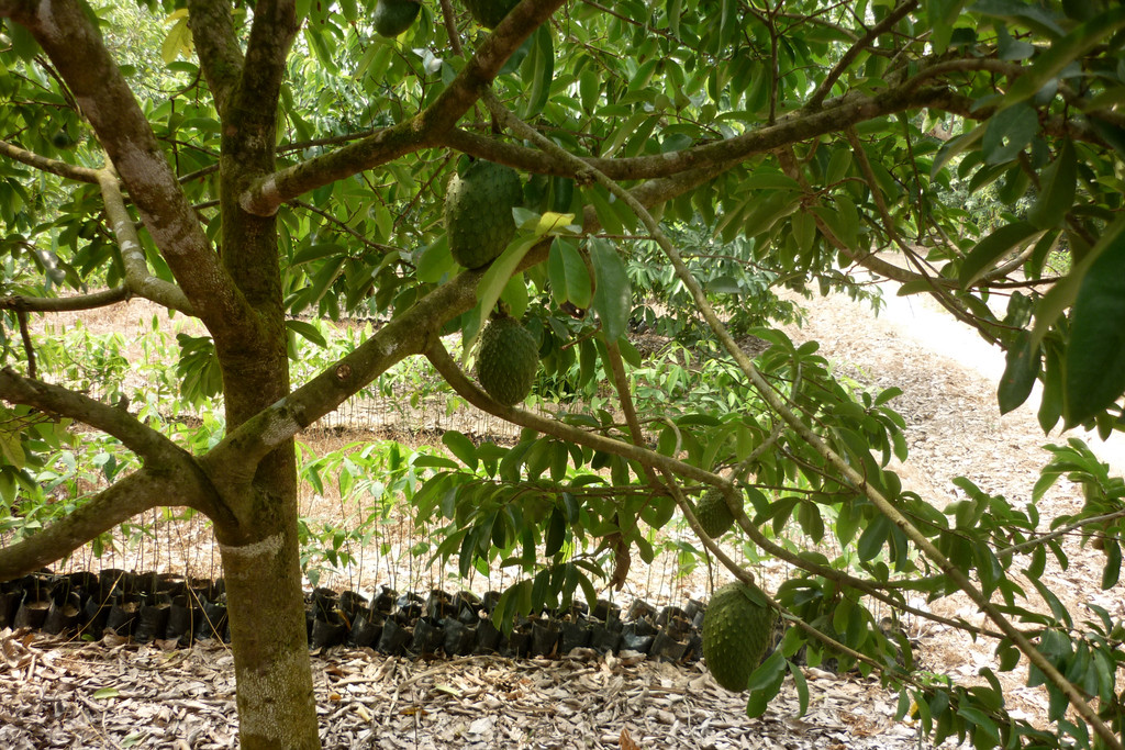 Árbol de Guanábana. Guanabanas Pulpa Fruta Hojas